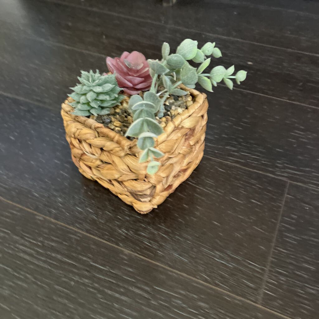 Faux Succulent $15