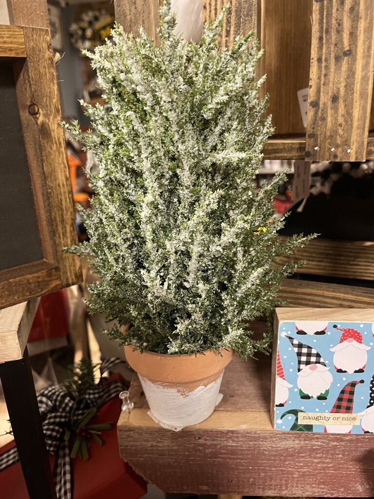 Icy Cedar Tree