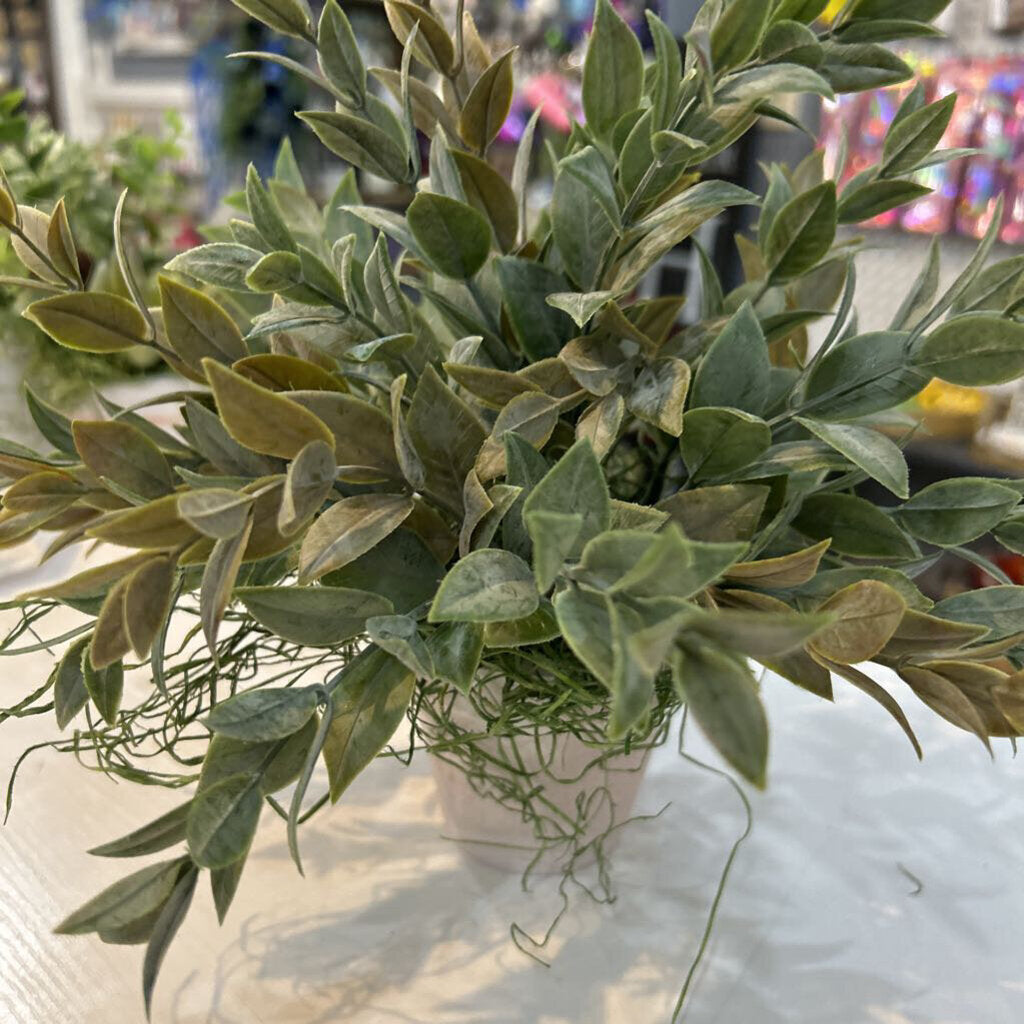 Floral greens in 3in white pot