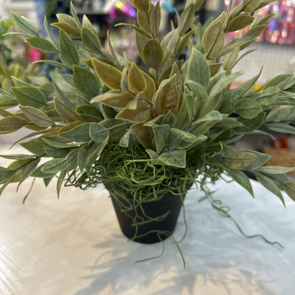 Floral greens in 3in black pot