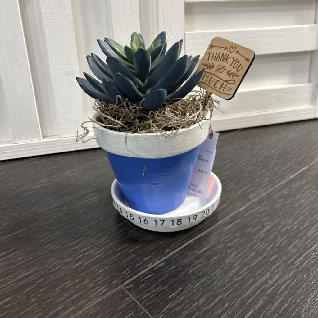 Teacher 123 Succulent Pot Arrangement #1116