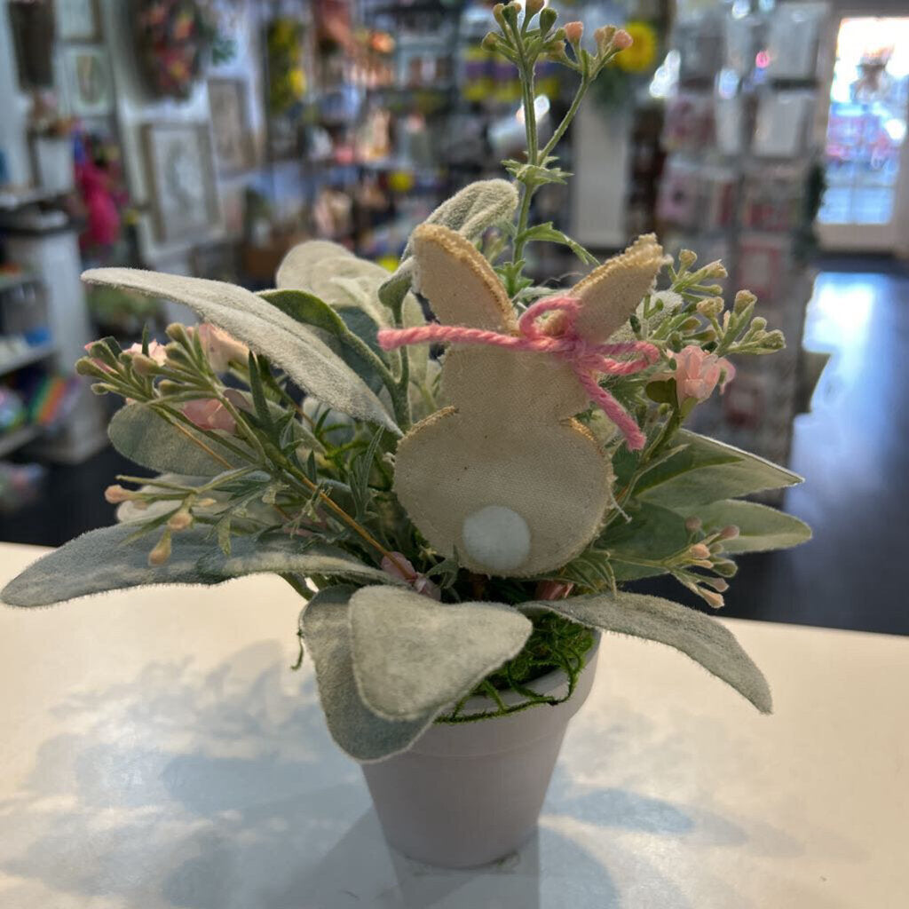 3" terra cotta pink lambs ear