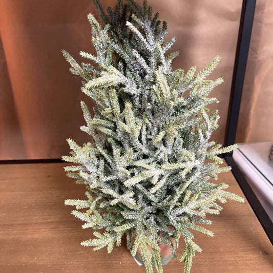 mini topiary pine