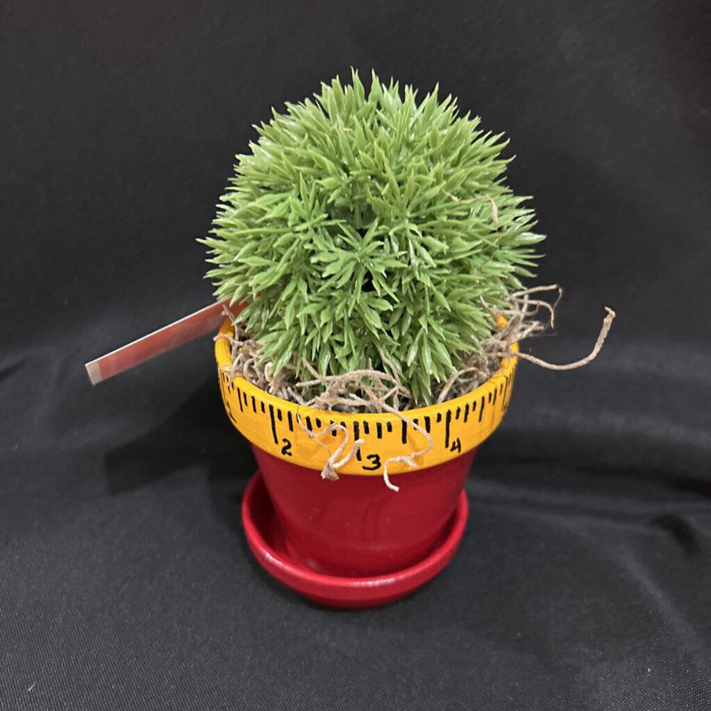 Teacher Ruler Cactus Pot Arrangment #111111