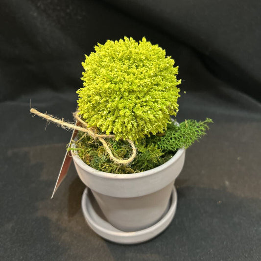 Green Topiary Plant F1