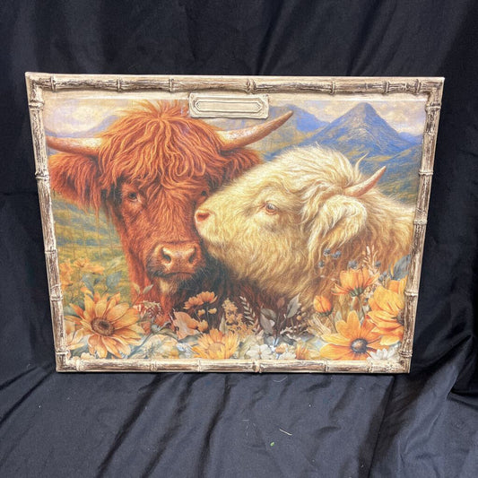 Medium Highland Cow Picture