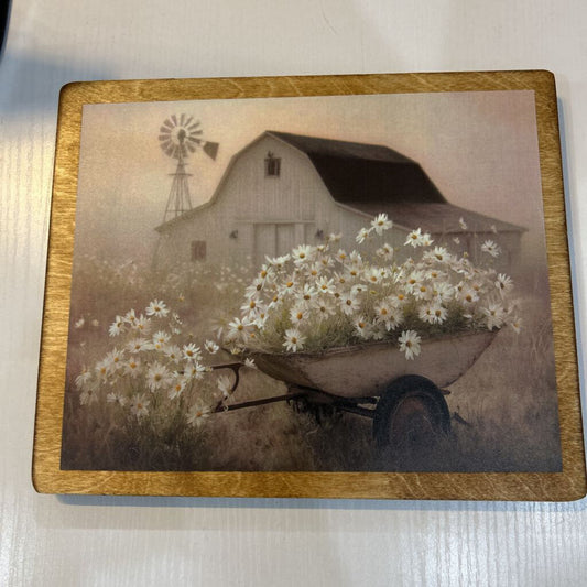 Barn Daisy 9x11