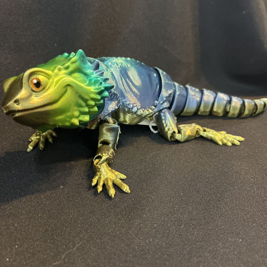 Iguana (M)
