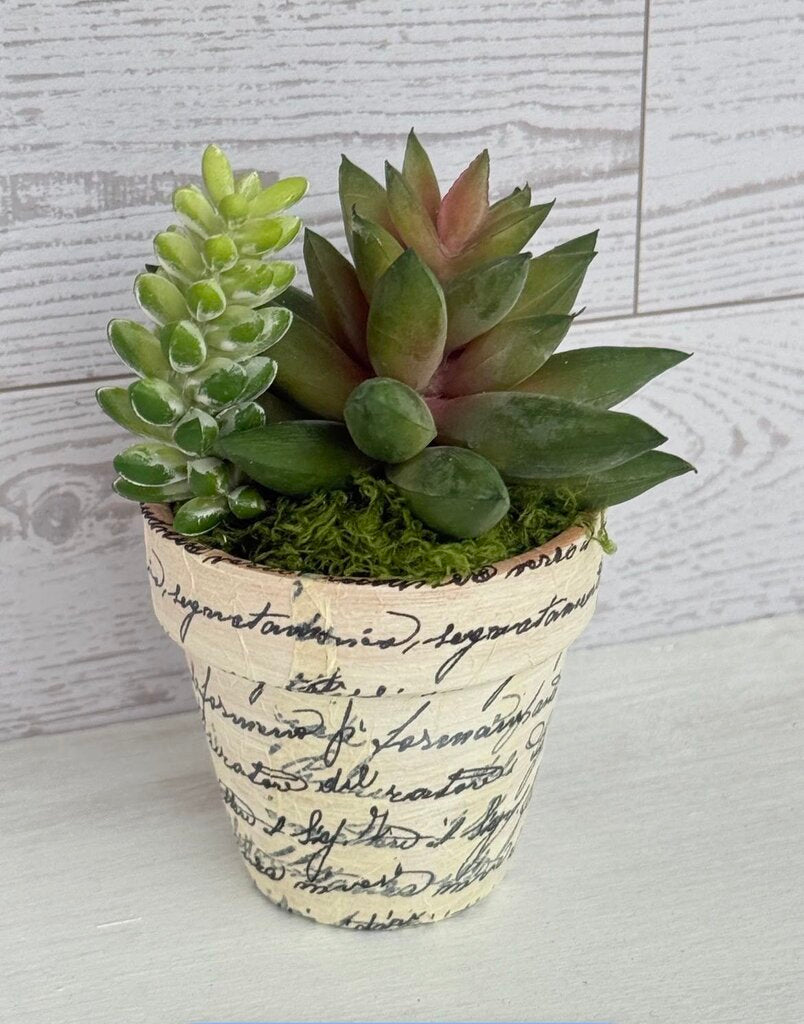 Sunset Grove Vintage Script Faux Succulent Planter